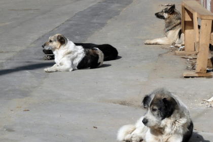 Agra man claims stray dogs saved him after he was