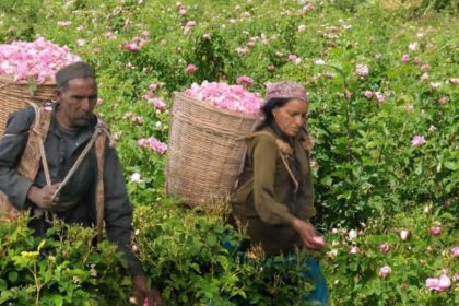 Uttarakhand to establish first perfume lab, farmers cultivating aroma plants to get benefits