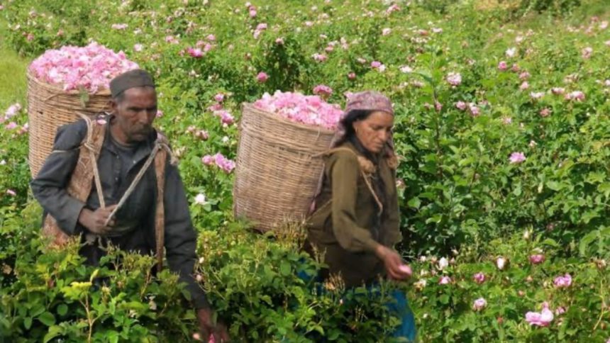 Uttarakhand to establish first perfume lab, farmers cultivating aroma plants to get benefits