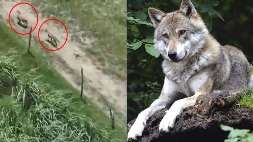 Bright lights, firecrackers: How villagers in UP’s Bahraich are trying to ward off killer wolves