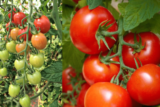 Central govt to sell subsidised tomatoes at Rs 50kg in