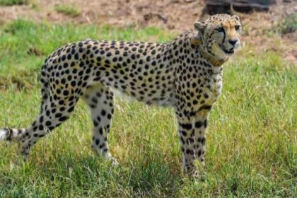 In second cheetah death in August, ‘Ghumakkad’ Pawan found dead at Kuno National Park