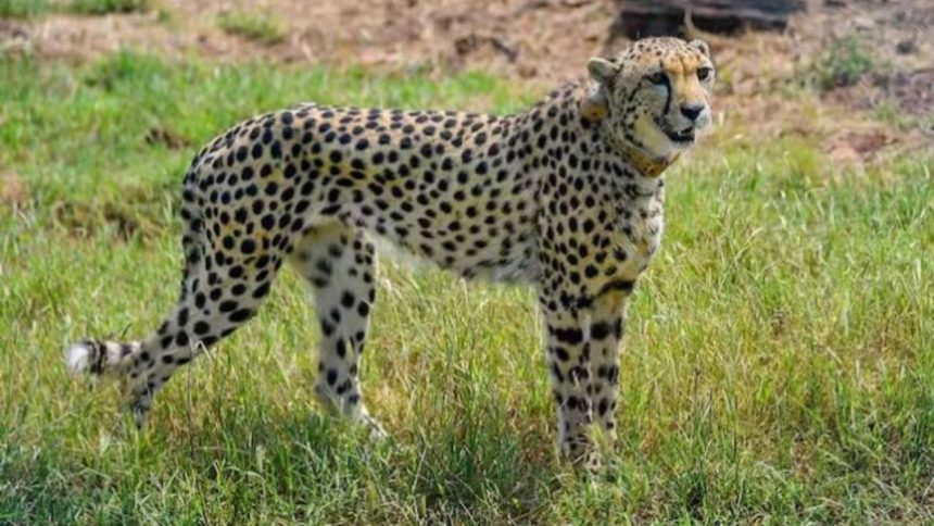 In second cheetah death in August, ‘Ghumakkad’ Pawan found dead at Kuno National Park