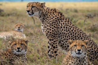 Why India considers sourcing Cheetahs from Northern Hemisphere?