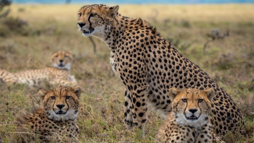 Why India considers sourcing Cheetahs from Northern Hemisphere?