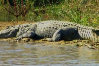 Crocodile terror in Haldwani Over 40 rescued forest department to