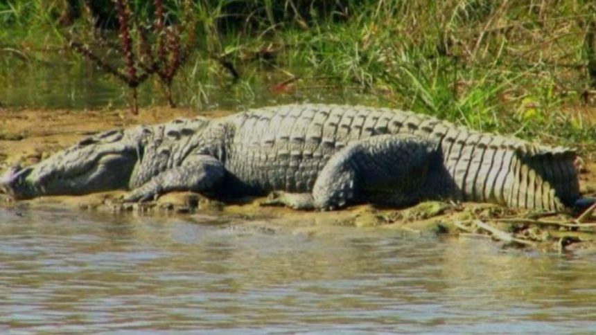 Crocodile terror in Haldwani Over 40 rescued forest department to