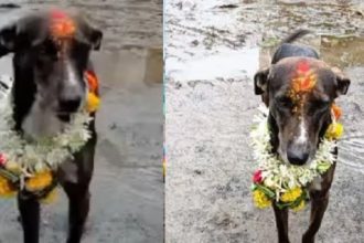 Dog returns home after walking 250 kilometres villagers organise grand