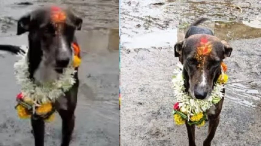 Dog returns home after walking 250 kilometres villagers organise grand