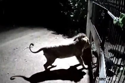 Dogs take on lions to save livestock in Gujarat’s Amreli, video goes viral | WATCH