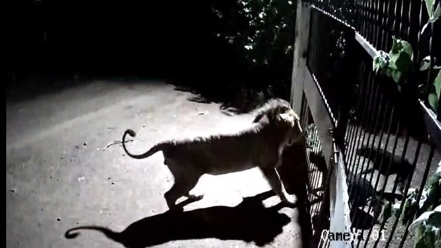 Dogs take on lions to save livestock in Gujarat’s Amreli, video goes viral | WATCH