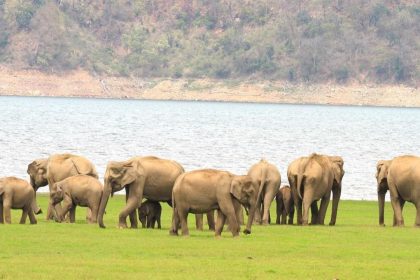 World Elephant Day 2024: Uttarakhand sees significant growth in elephant population, exceeds 2,000