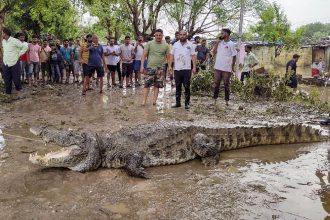 How crocodile menace is threatening humans and dogs in flooded parts of Gujarat | VIDEO