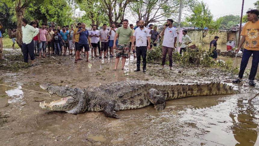 How crocodile menace is threatening humans and dogs in flooded parts of Gujarat | VIDEO