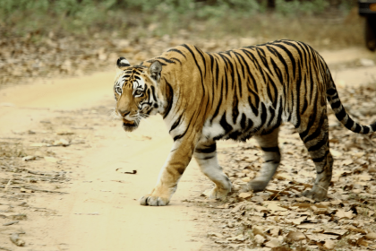 Wolf terror grips Bahraich: Why is Terai region in UP prone to man-animal conflict?