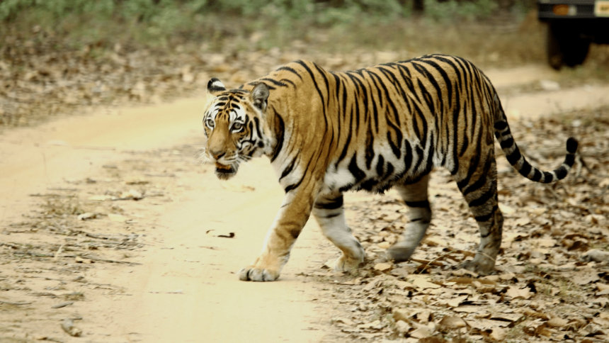 Wolf terror grips Bahraich: Why is Terai region in UP prone to man-animal conflict?