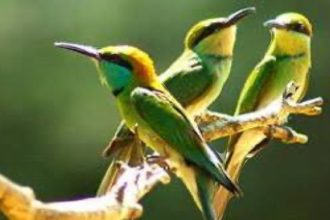 Uttarakhand to be developed as top Bird Watching destination Bird