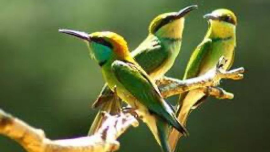 Uttarakhand to be developed as top Bird Watching destination Bird