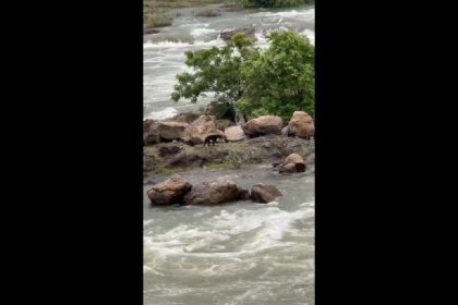 Video Dog stranded in gushing Mettur Dam waters in Tamil