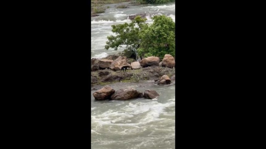 Video Dog stranded in gushing Mettur Dam waters in Tamil