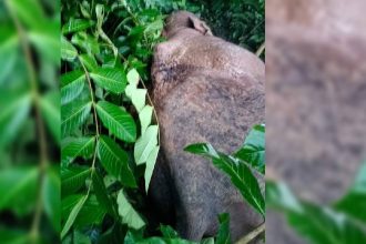 Video: Public outcry over video of elephant set ablaze by villagers in Bengal’s Jhargram