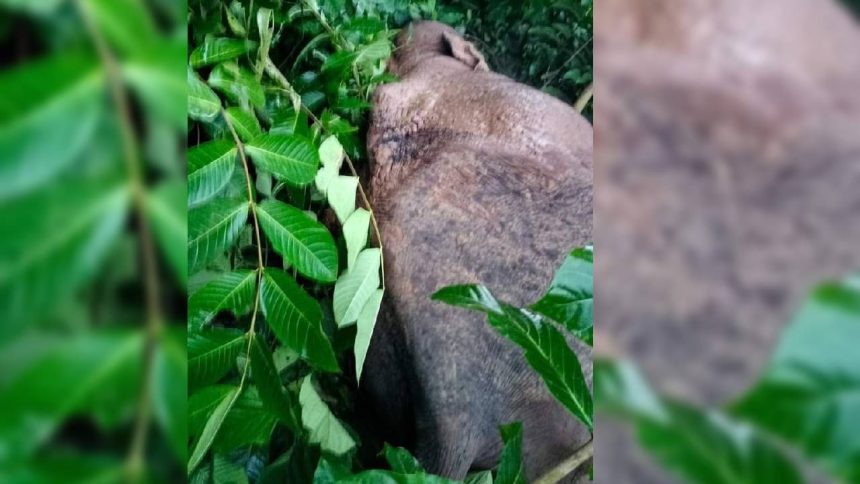 Video: Public outcry over video of elephant set ablaze by villagers in Bengal’s Jhargram