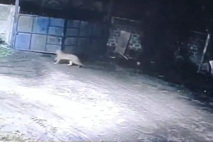 WATCH | CCTV shows leopard crossing wall, hunting dog in Maharashtra’s Nagpur