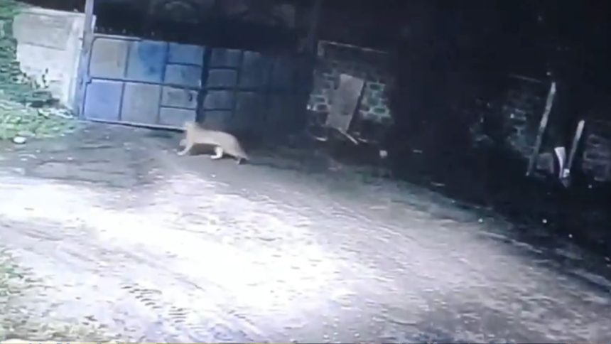 WATCH | CCTV shows leopard crossing wall, hunting dog in Maharashtra’s Nagpur