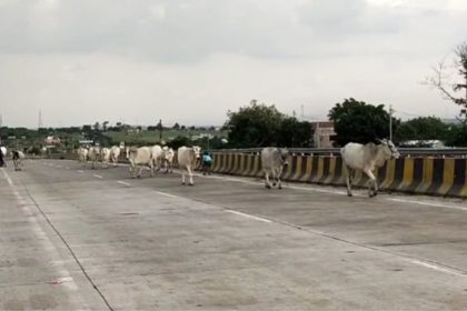 Madhya Pradesh: Over 100 cows died in road accidents on highways in last one month | Details