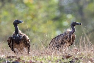 ‘Vulture restaurant’ helps revive population of dwindling bird species in UP