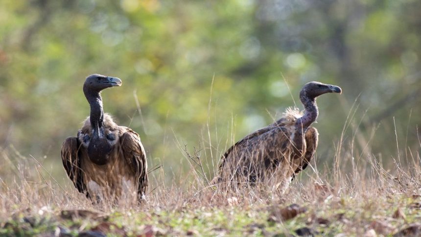 ‘Vulture restaurant’ helps revive population of dwindling bird species in UP