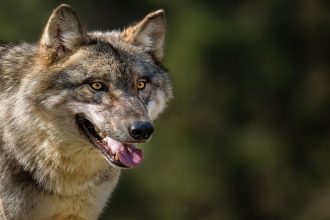 Unpredictable, irregular movement: Why it’s not easy to track and catch a wolf?