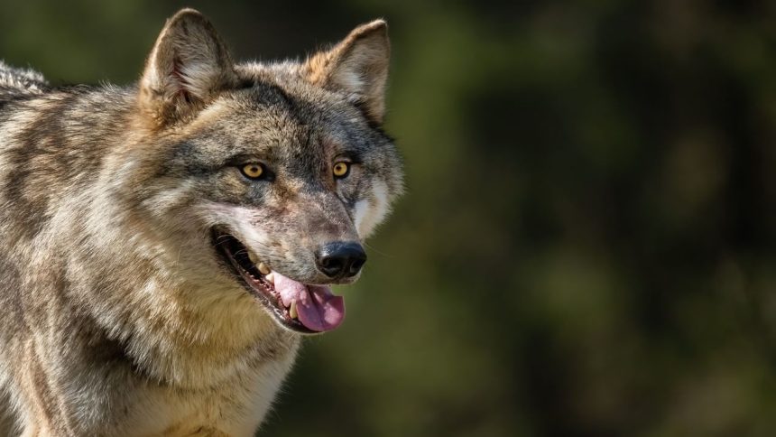 Unpredictable, irregular movement: Why it’s not easy to track and catch a wolf?