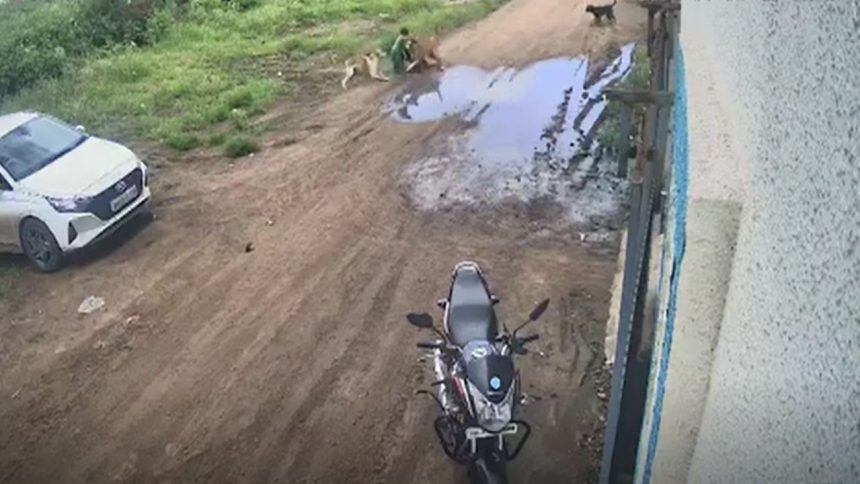 5-year-old badly injured after pack of stray dogs pounce on him in Pune | Video