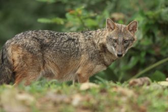 Amid wolf terror in UP’s Bahraich, people in Bihar town killing jackals out of panic