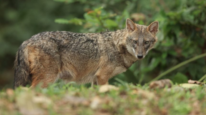 Amid wolf terror in UP’s Bahraich, people in Bihar town killing jackals out of panic