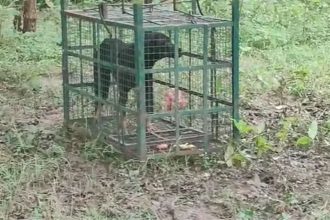 Watch: Dog trapped in cage set up by forest department to catch jackals in Bhopal