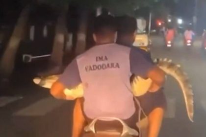 Watch | Rescuers transport crocodile on scooter in Vadodara; video goes viral