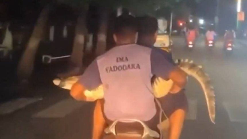 Watch | Rescuers transport crocodile on scooter in Vadodara; video goes viral