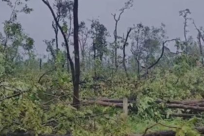 Watch: Thousands of trees uprooted in tornado-like activity in Telangana’s Mulugu