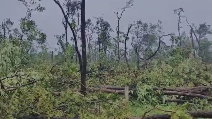 Watch: Thousands of trees uprooted in tornado-like activity in Telangana’s Mulugu