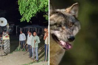 Bahraich wolf attacks continue: Are real man eaters still on the prowl?