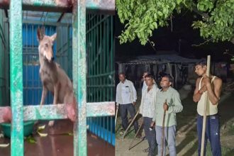 Amid massive wolf hunt, 8-year-old boy injured in fresh attack in UP’s Bahraich