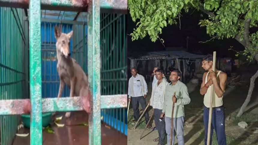 Amid massive wolf hunt, 8-year-old boy injured in fresh attack in UP’s Bahraich