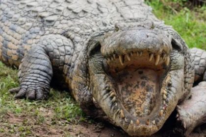 Mumbai: Forest department rescues giant crocodile from residential area in Mulund