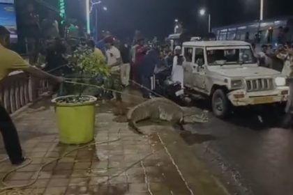 Vadodara: Giant crocodile creates logjam on busy road, rescued | Watch