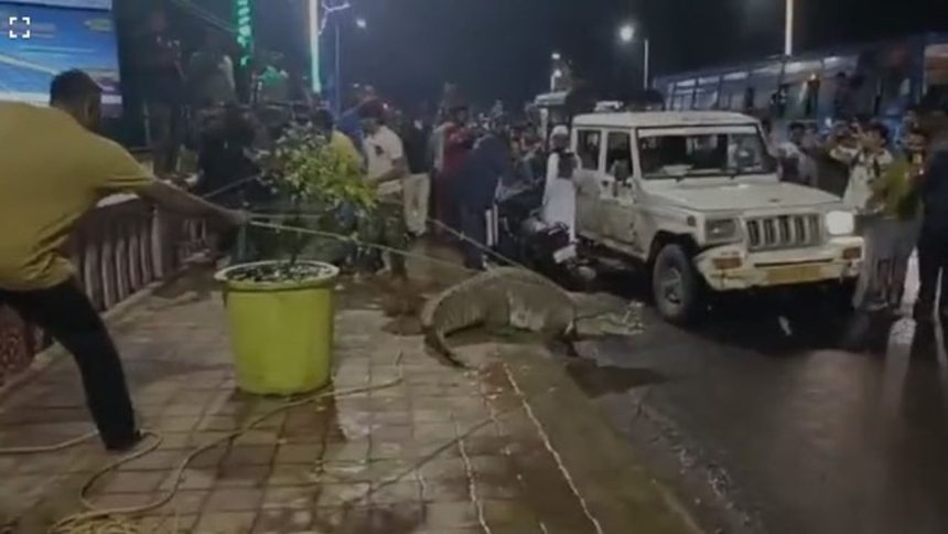 Vadodara: Giant crocodile creates logjam on busy road, rescued | Watch