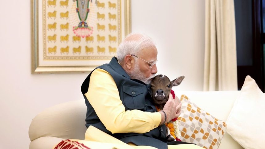 Calf named ‘Deepjyoti’ — new resident at PM Modi’s 7, Lok Kalyan Marg residence