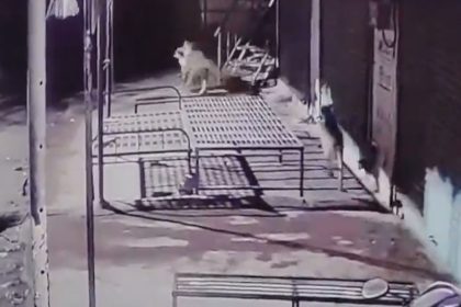 Pune: Leopard pounces on pet dog, grabs it in its mouth | Video emerges