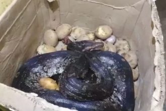 Panic at hotel in Maharashtra after giant python found inside potato box | Video